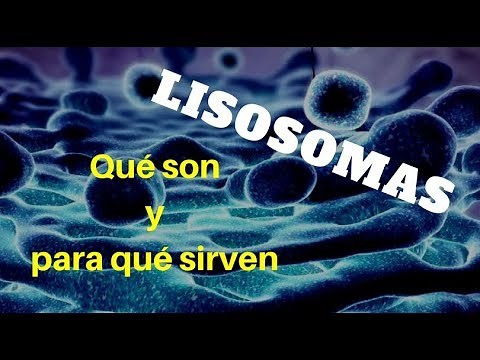 LYSOSOMES: What they are and what they are for