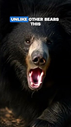 . The Sloth Bear You Should NEVER Surprise… 😳 #facts #wildlife #animals