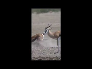 Fighting Springbok 🦌 | Intense Antelope Battle in the Wild #shorts
