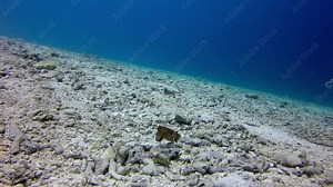 Slow motion shot of cuttlefish swimming over rocks in ocean, marine life under deep sea - Nusa Penida, Bali