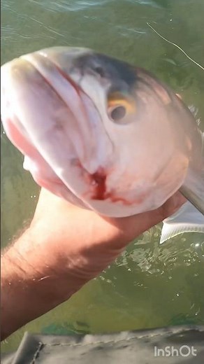 Bluefishing: Mellow Saltwater Fishing & Chill Bluefish #bluefishing #saltwaterfishing #bluefish