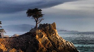 Mysterious Ghost Tree surfed by 3 off Pebble Beach