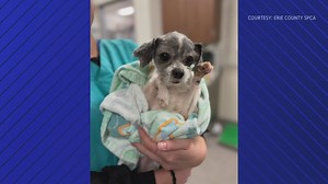 Rescued dog recovering at SPCA