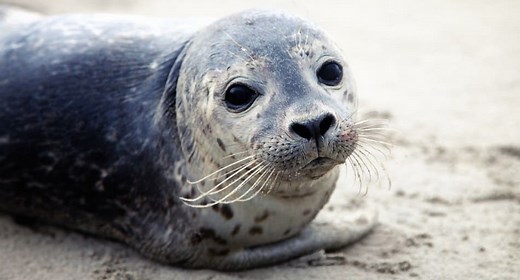 Do Seals Have Ears? - UntamedAnimals