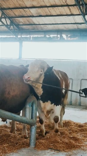 Delivering Bull Genetics to Lab! 🐂🧬 Simmental Breeding Research!