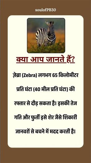 क्या आप जानते हैं? Zebra कितनी तेज दौड़ता है? 🦓⚡ #viral #animalfacts #trending