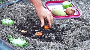 Regrow kitchen scraps: What really works in the garden? | Self Sufficient Me experiment