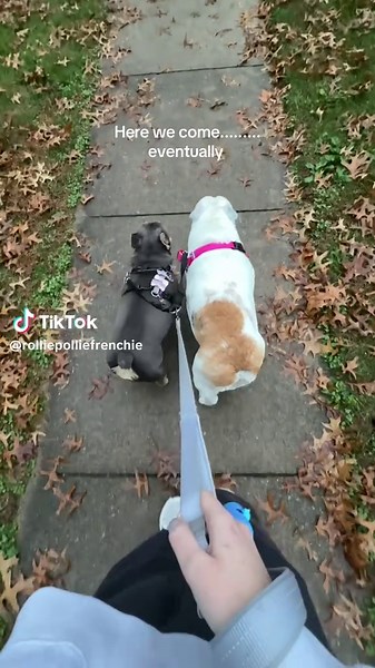The short (distance) daily walk is the longest time of our day lol #bulldogs #frenchie #englishbulldog #bulldogsoftiktok #dog