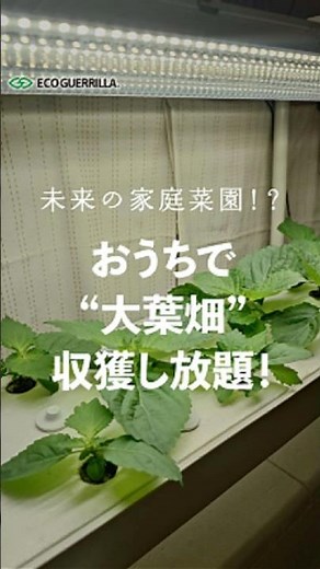 大葉の水耕栽培！水耕栽培ならおうちが畑に！大量収穫可能#野菜栽培#野菜作り#水耕栽培