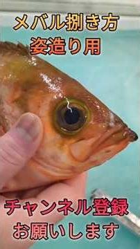メバル捌き方！今が旬#short #shorts #new #fish #japan #howto #おすすめ #簡単 #料理 #釣り #楽しい #美味しい #チャレンジ