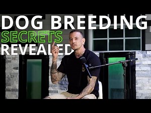 Dog Breeding EXPOSED! The truth they dont want you to know & why most fail !