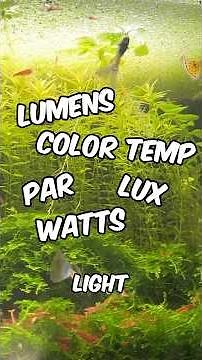 Aquarium Lights For Beginners: How To Choose The Best One For Your Planted Tank!