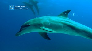 Korálové útesy a oceány jsou místem, jejichž tajemství se nám zatím podařilo odkrýt jen z malé části. Ale to, co o nich už víme, je stejně fascinující jako celý svět pod hladinou. 🌊 ➡️ Jihoafrický dokumentární seriál Mocné oceány sledujte dnes ve 20.00 na Prima ZOOM. | Prima ZOOM