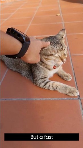 Why Do Cats Twitch Their Tails? 🐱 #CatFacts #CatBehavior #CatTail #cutecats #cat