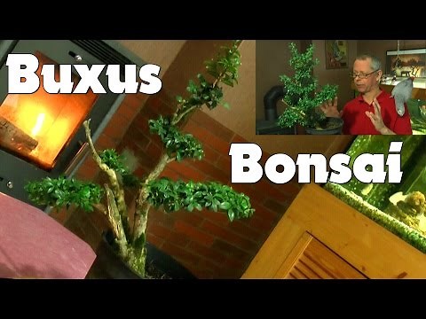 Buxus Buchsbaum Bonsai Teil 1 schneiden und gestalten