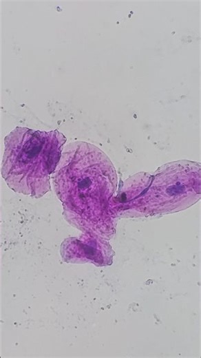 Animal Cells Under the Microscope – The Easiest Method