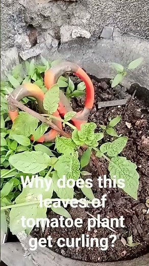 Why does this leaves of tomatoe plant get curling?