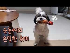 Where did you get the cigarettes!! #shitzu #smokingtoy #soondol