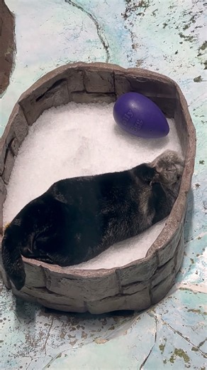 Otter Ice Bed Sleep Cam. Even asleep Otters are so cute!!$$!