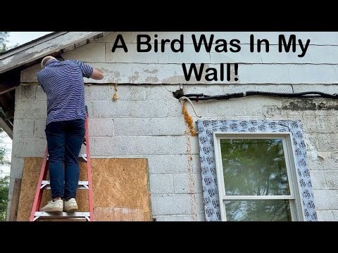 There Was A Bird In My Wall! (Garage To Home Episode 70)