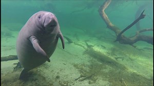 210K views · 4.5K reactions | In the midst of all the hurricane news, here is a calming manatee video for you! We hope everyone stays safe! www.savethemanatee.org | Save the Manatee Club | Facebook