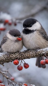 Personality Emerging — A Black-capped Chickadee Chick #BlackCappedChickadee #ChickadeeChick #BackyardBirds #BirdBehavior #WildlifeReels #AmericanWildlife Image description: A black-capped chickadee chick displaying subtle individual behavior through posture changes, brief head movements, and alert positioning while resting inside a tree-cavity nest. | First Breath