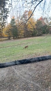 How do you guys make a running buck stop that’s after a hot doe? HEY DEER!!!!!!!!! #kentuckytrophydeer #velvetbucks #deerhunting #whitetaildeer #hunting #buck #bowhunting #elk #huntingseason #deer | Kentucky Trophy Deer LLC.