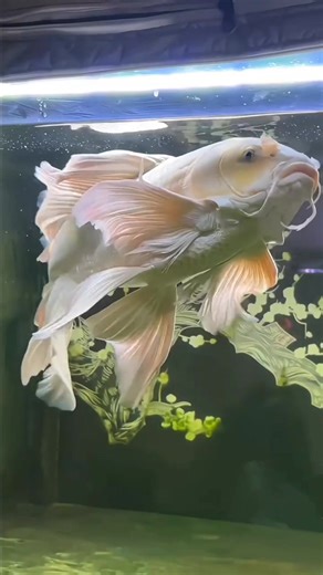 Eat with gusto🤍🤍 #koi #ikankoi #butterflyfishkoi #reels #viral | Joko Susilo