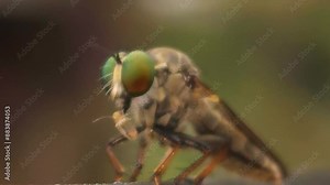 View insect macro in wildlife. Asilidae or robber flies, are insect-eating predators. Hairy robber fly with common fly in its mouth.
