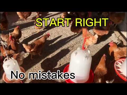 How to Start Layer Poultry Farming Step-by-Step (No Mistakes)