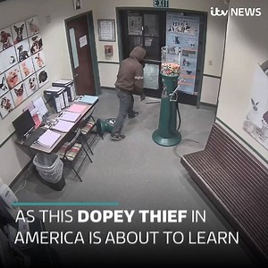 America's dumbest criminal? This bungling thief struggles to steal a gumball machine from an animal shelter in California and misses the more obvious loot. Read more: http://bit.ly/2Gi5Ebp | ITV News