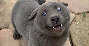 Ce chien hybride, qui ressemble à un chat pour certains, est devenu la star des réseaux sociaux au Vietnam