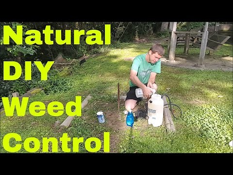 How to Make Homemade Weed Killer - Show Results with and without Salt