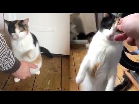 Deaf Cat Communicates With Owners Through Sign Language