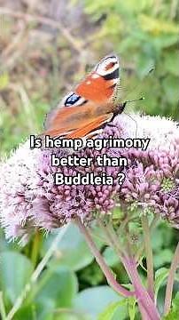 This Native Wildflower Outperforms Buddleia Every Time #gardening #wildlife