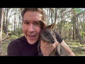 Manningham's Backyard Biodiversity: Swamp Wallaby