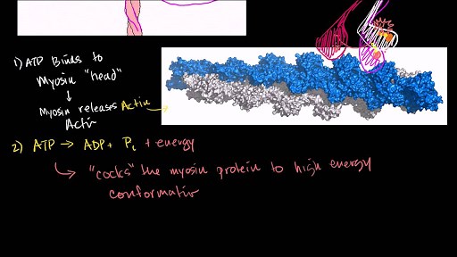 Myosin and actin