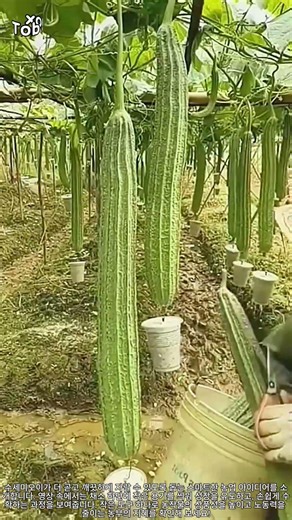 채소 재배의 효율을 높이는 스마트 농업 아이디어 #worker #process #smartfarming #luffa #agriculture