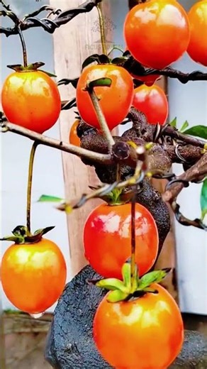Don't Make These 3 Critical Errors in Your Bonsai Care Routine