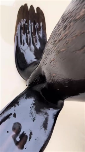 Sea Lions vs Tang: The Fascinating Sea Life Battle