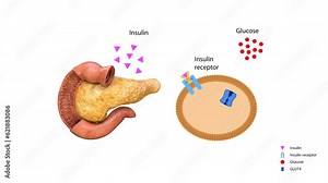 Insulin regulates the metabolism and is the key that unlocks the cell's glucose channel, 3d 2d graphic, render, animation