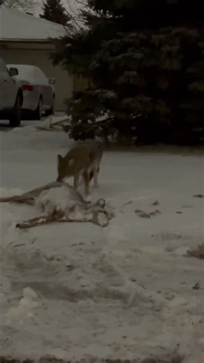 Family Watches As Coyote Eats Deer Right In The Neighborhood! #wildlife #coyote #deer #shorts
