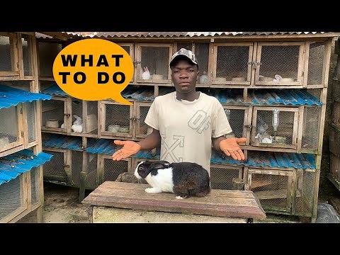 What to do when your female rabbit gives birth