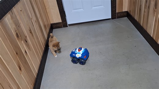 Shiba Inu puppy for sale