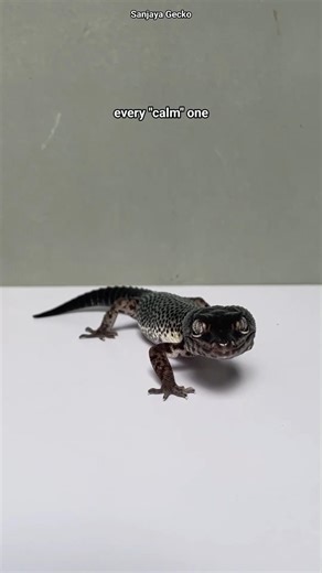 CALM/DRAMATIC?👀#gecko #gekko #hewanlucu #pets #funny #animals #foryou #hobby #trend #fyp #viral #pov
