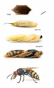 Bee’s life cycle.