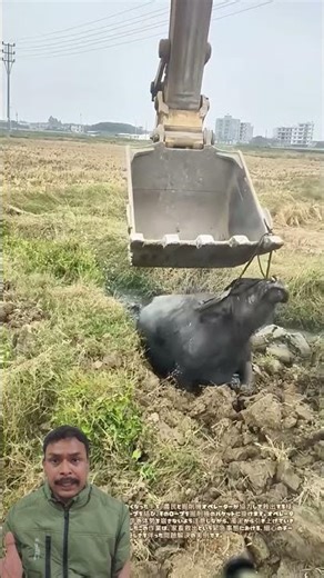 Cow Stuck in Deep Mud Saved by Skilled Excavator Rescue #shortsfeed #shorts #trending