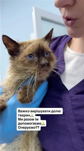 Marcel was thrown under a trash can, his condition was terrible #cat #cats #catshorts #catvideos