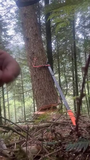Phil showing how to use a felling bar to bring down a hung up tree. It’s a great technique which is often forgotten! #lowimpactforestry #treework #fellingbar #forestry #chainsawtraining #chainsaw #chainsawman #lumberjack #logging #forestrylife #logger #treesurgery #woodlandmanagement #stihl #husqvarna #forestrywork #treecare #treesurgeon #arborist #forestryequipment | Dunford-Leece Woodland Services
