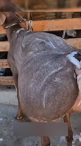 Fat-Tailed Sheep 🐑 #shorts | Wild Adventures in हिंदी